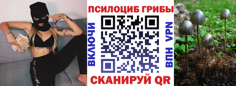 дарнет шоп Прохладный Псилоцибиновые грибы прущие грибы